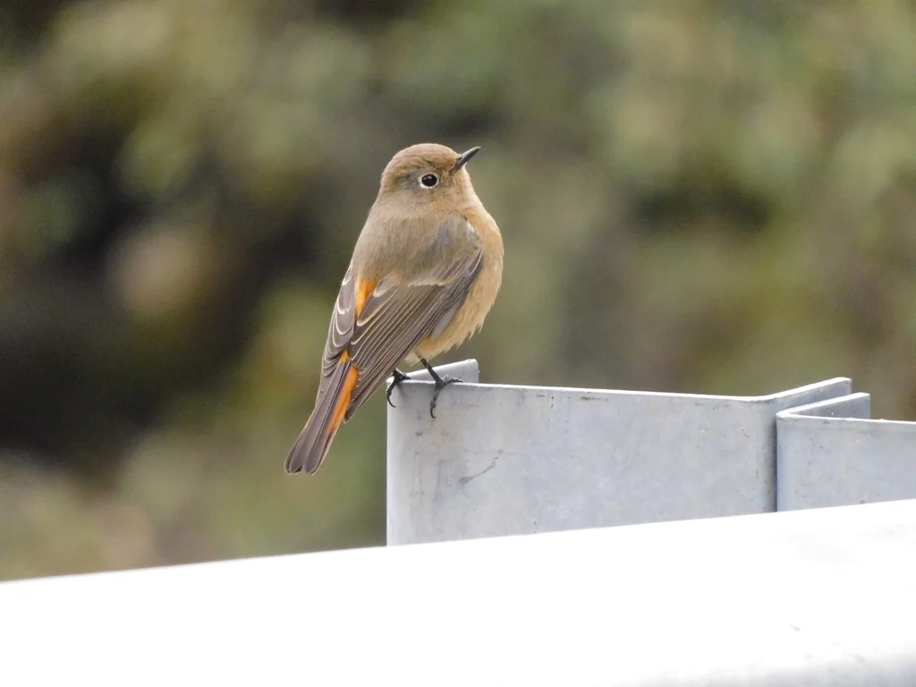蓝额红尾鸲(Phoenicurus frontalis)