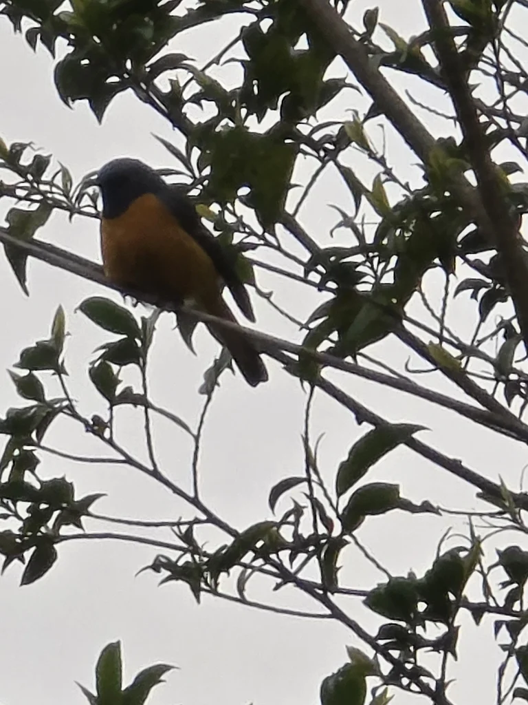 蓝额红尾鸲(Phoenicurus frontalis)