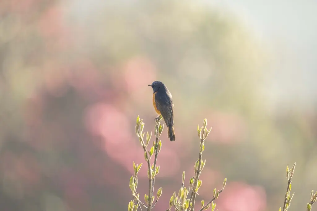 蓝额红尾鸲(Phoenicurus frontalis)