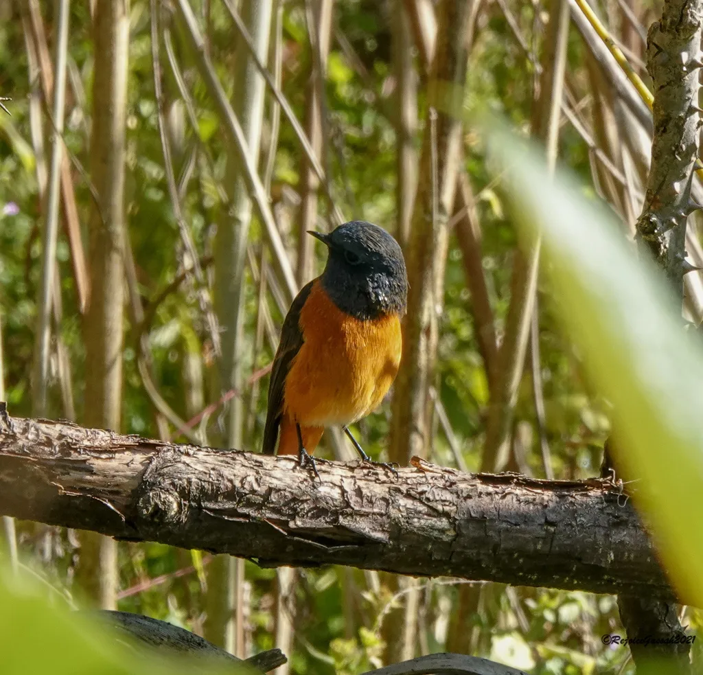 蓝额红尾鸲(Phoenicurus frontalis)