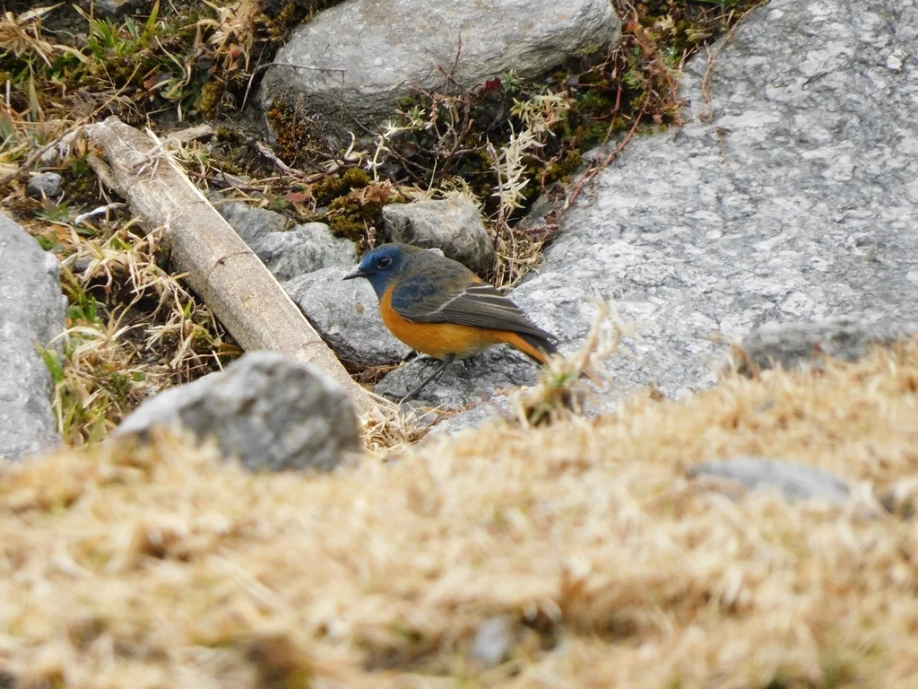 蓝额红尾鸲(Phoenicurus frontalis)