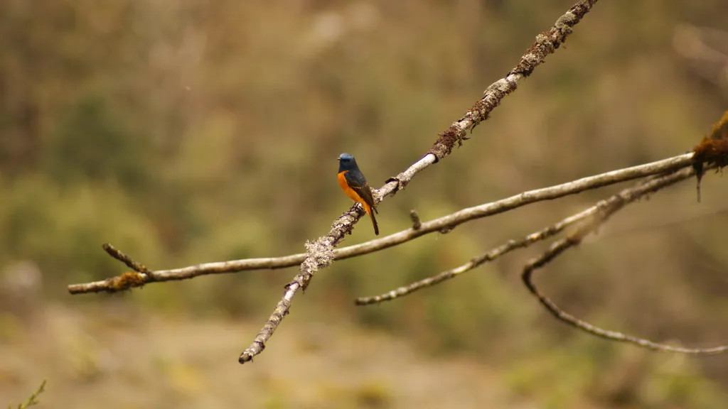 蓝额红尾鸲(Phoenicurus frontalis)