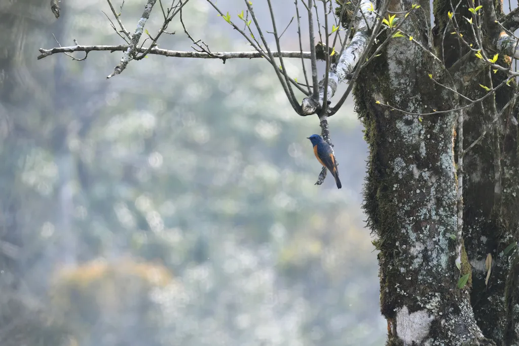 蓝额红尾鸲(Phoenicurus frontalis)