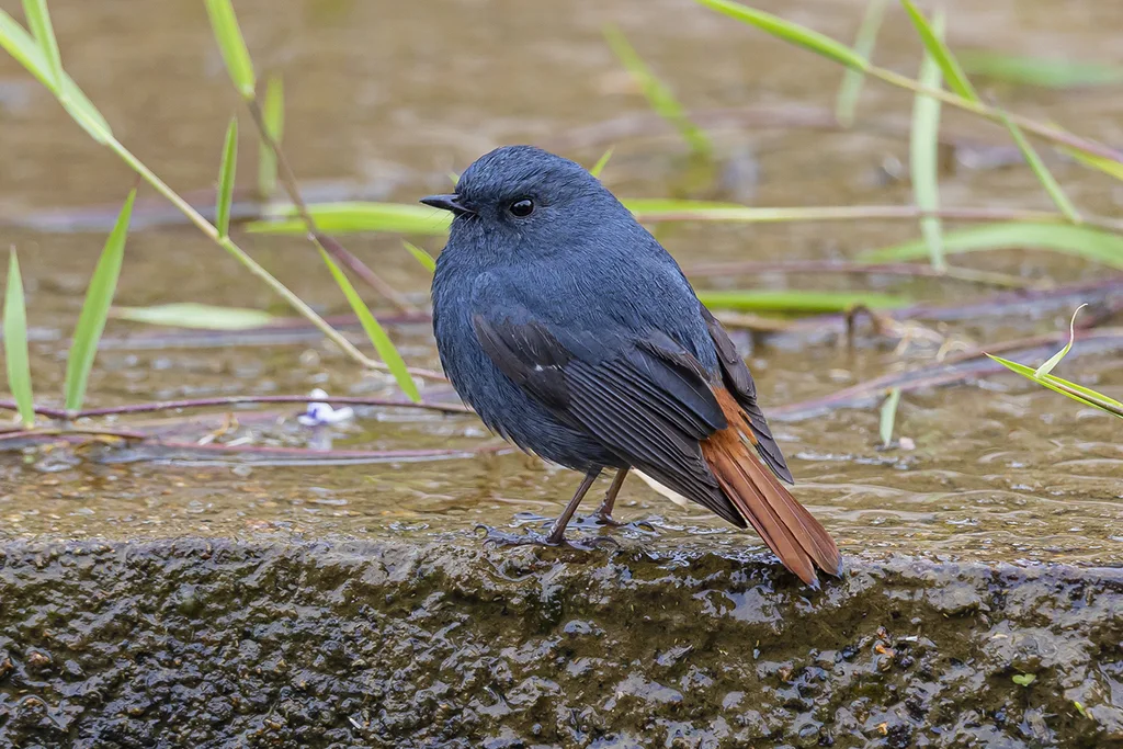 红尾水鸲(Phoenicurus fuliginosus)