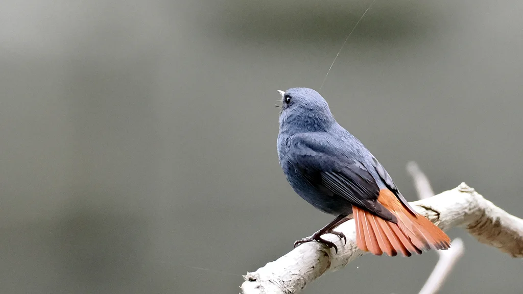 红尾水鸲(Phoenicurus fuliginosus)