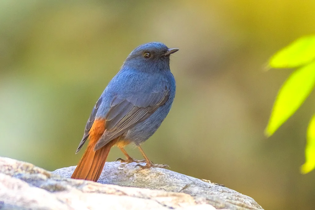 红尾水鸲(Phoenicurus fuliginosus)