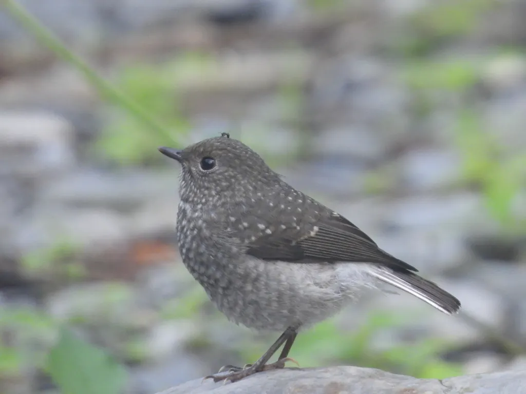 红尾水鸲(Phoenicurus fuliginosus)