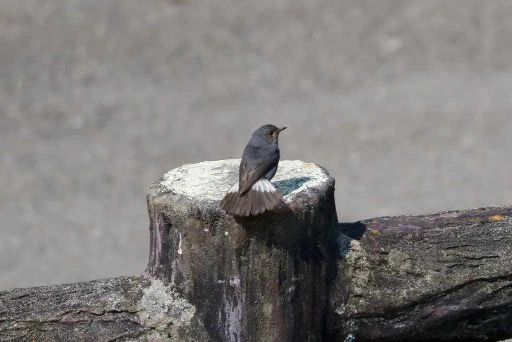 红尾水鸲(Phoenicurus fuliginosus)