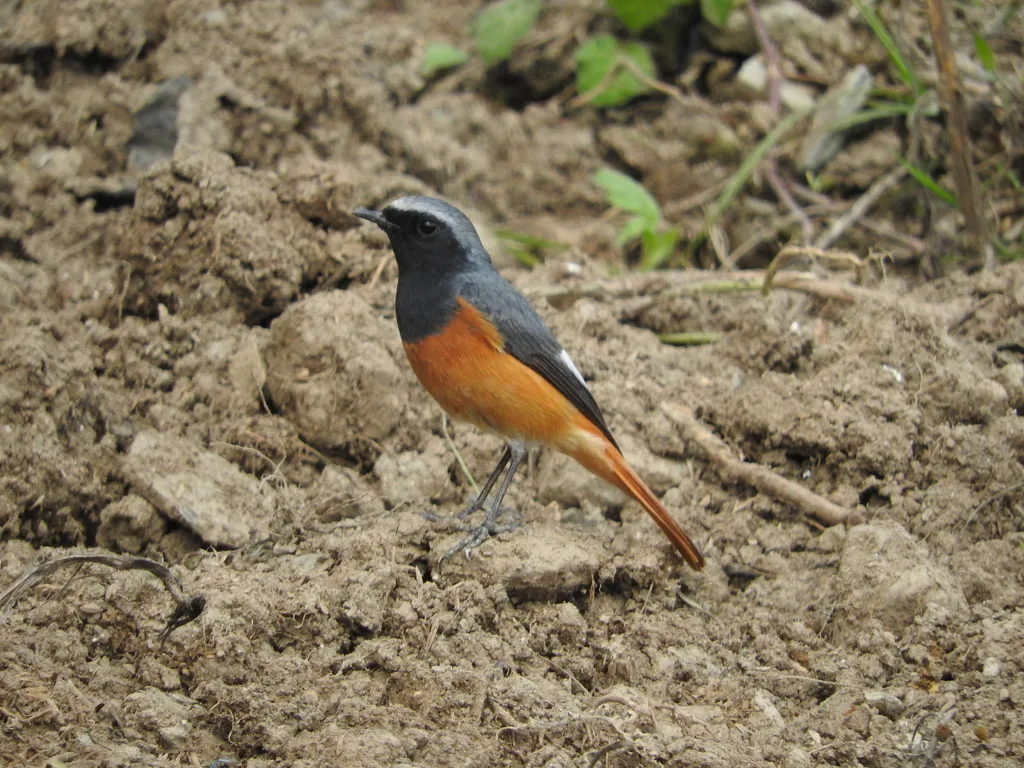 黑喉红尾鸲(Phoenicurus hodgsoni)