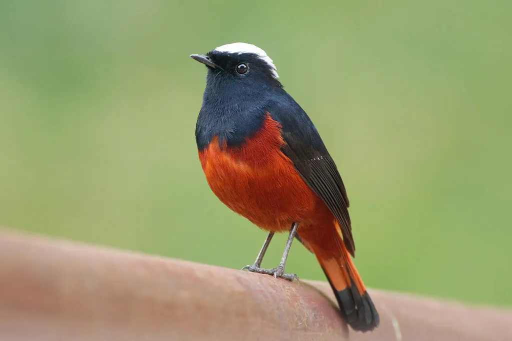 白顶溪鸲(Phoenicurus leucocephalus)