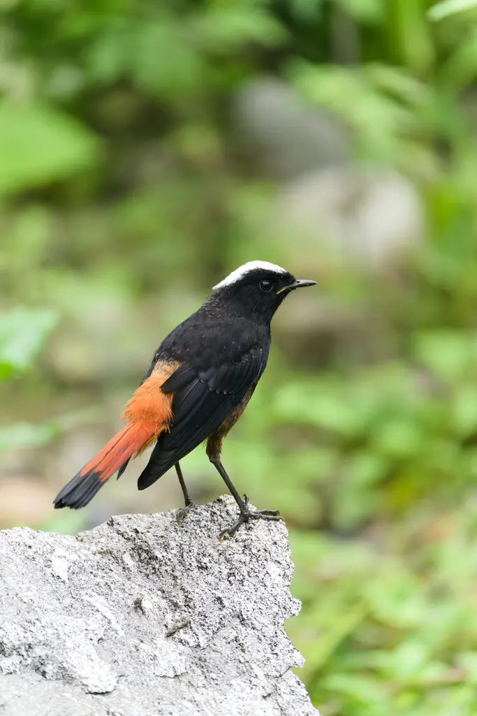 白顶溪鸲(Phoenicurus leucocephalus)