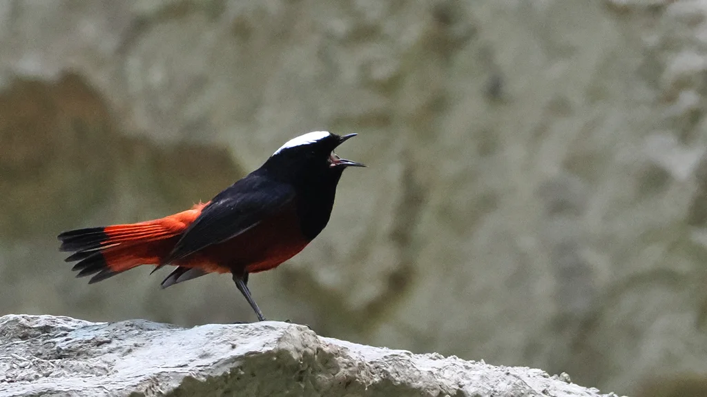 白顶溪鸲(Phoenicurus leucocephalus)