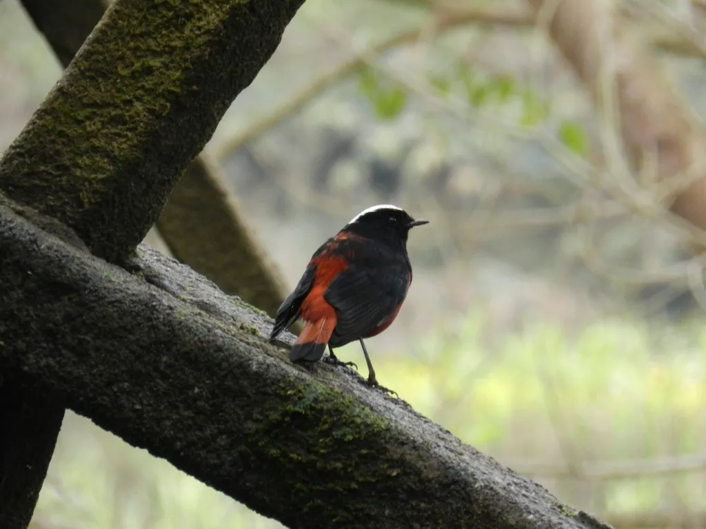 白顶溪鸲(Phoenicurus leucocephalus)