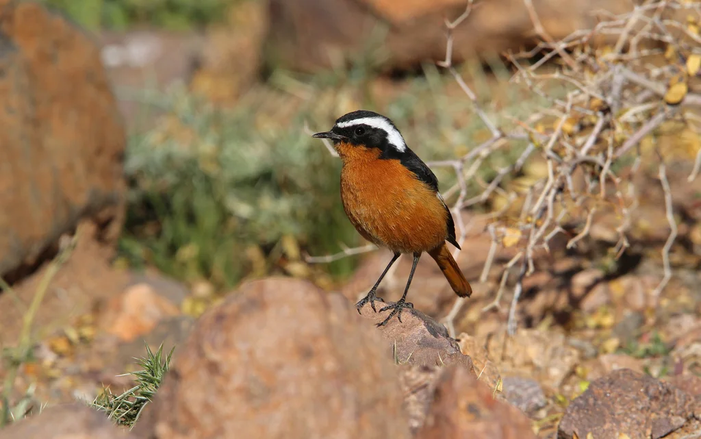 北非红尾鸲(Phoenicurus moussieri)