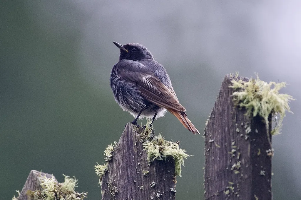 赭红尾鸲(Phoenicurus ochruros)