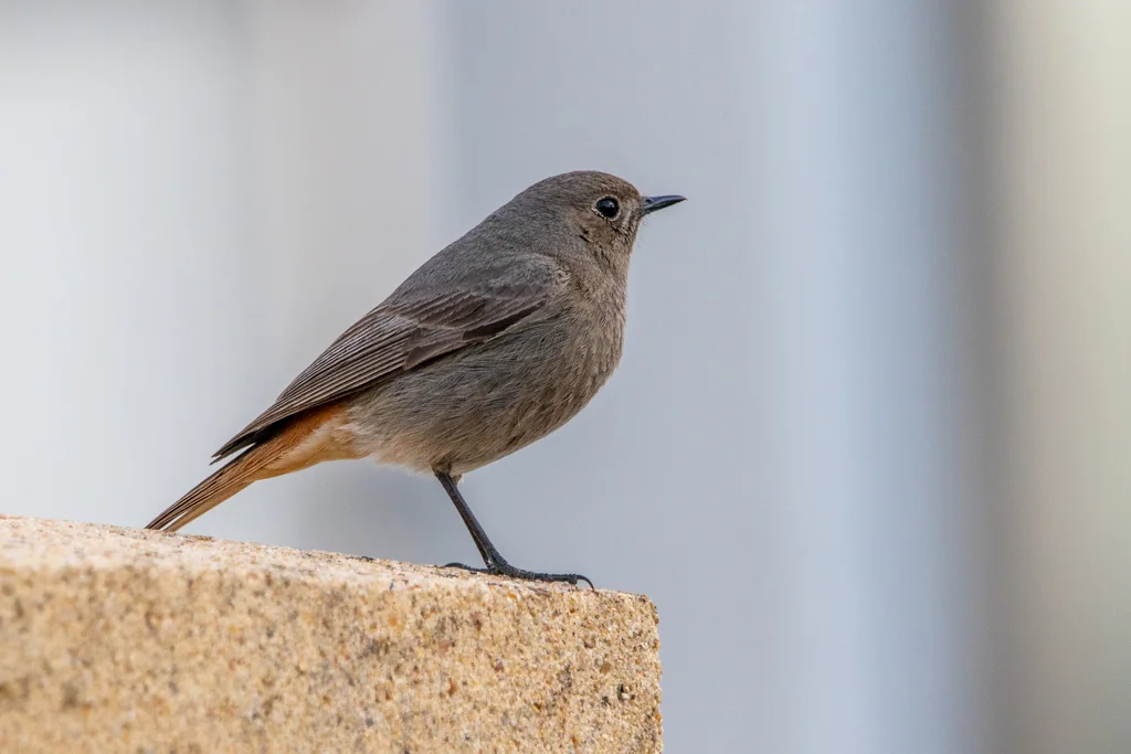 赭红尾鸲(Phoenicurus ochruros)