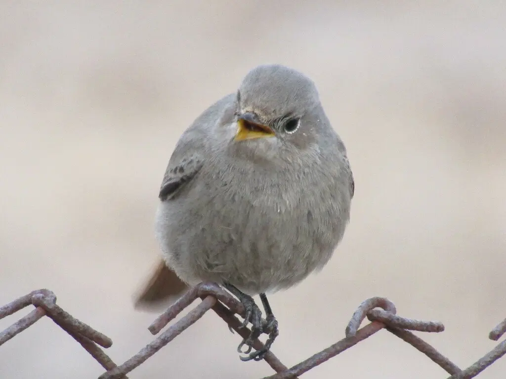 赭红尾鸲(Phoenicurus ochruros)