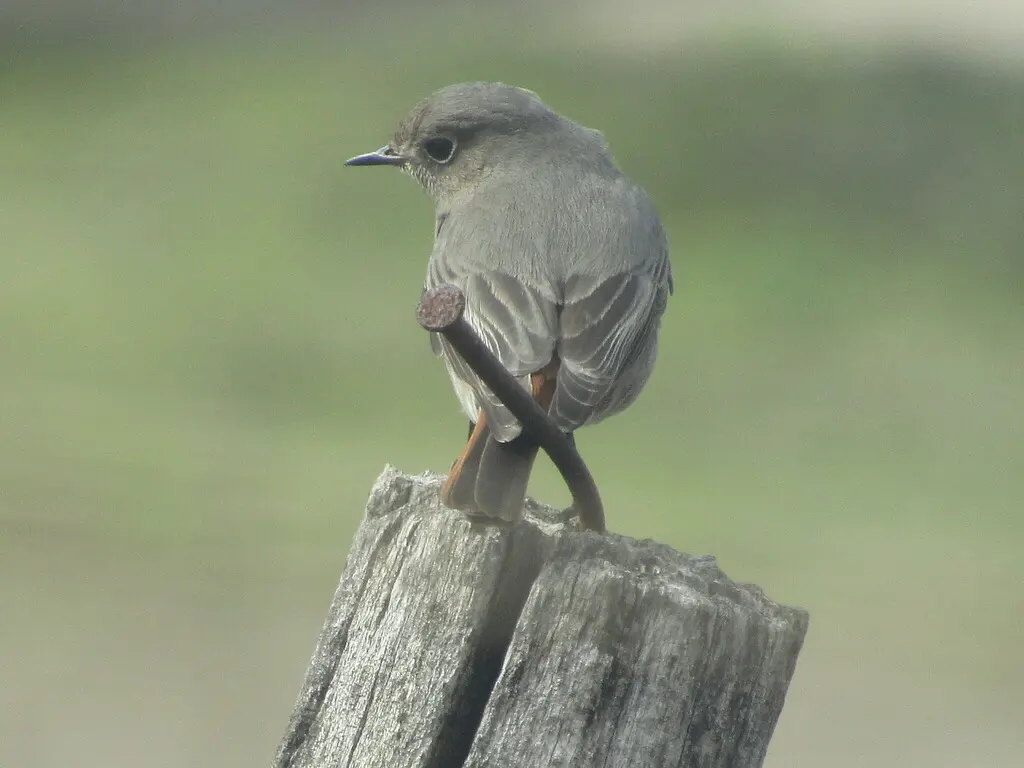 赭红尾鸲(Phoenicurus ochruros)