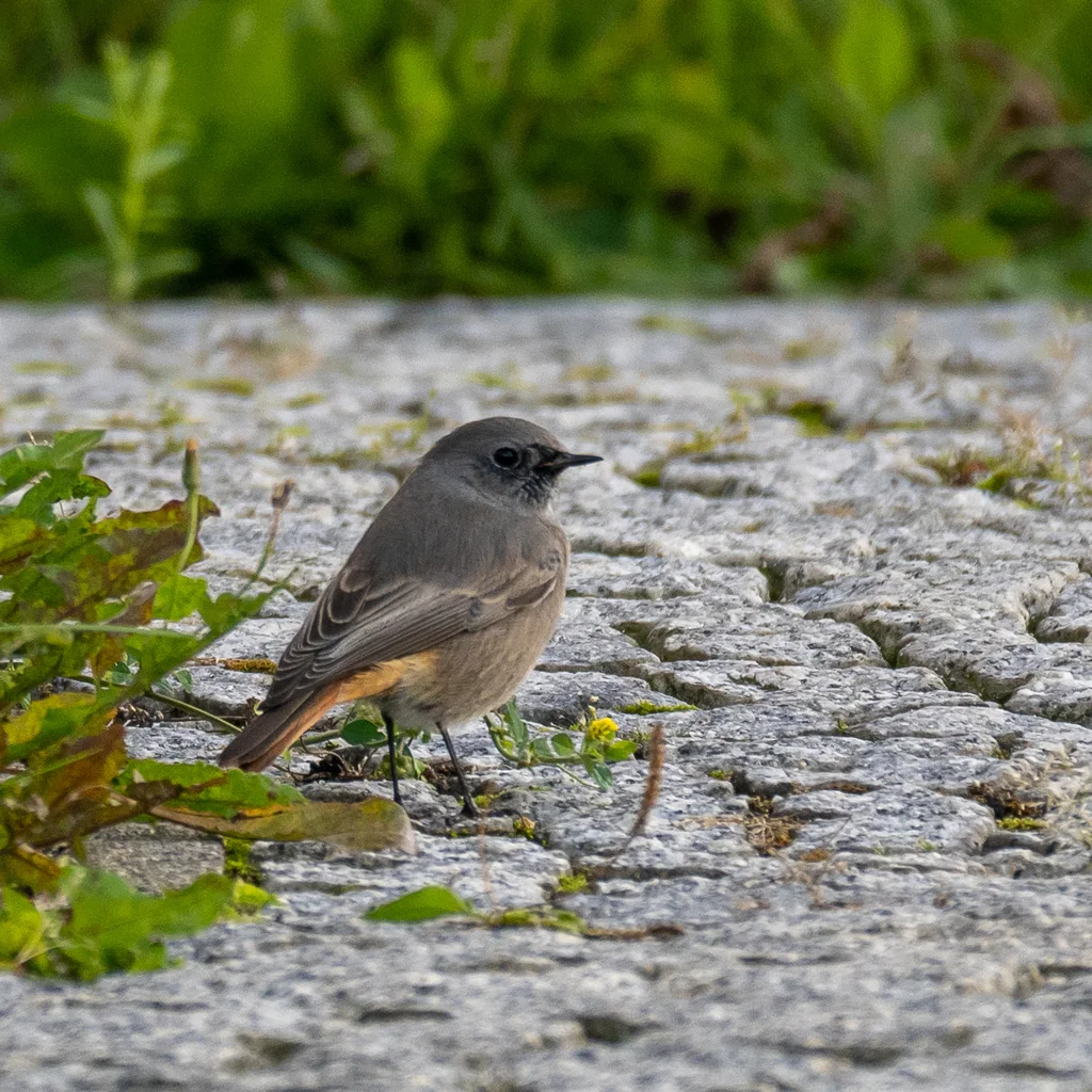 赭红尾鸲(Phoenicurus ochruros)
