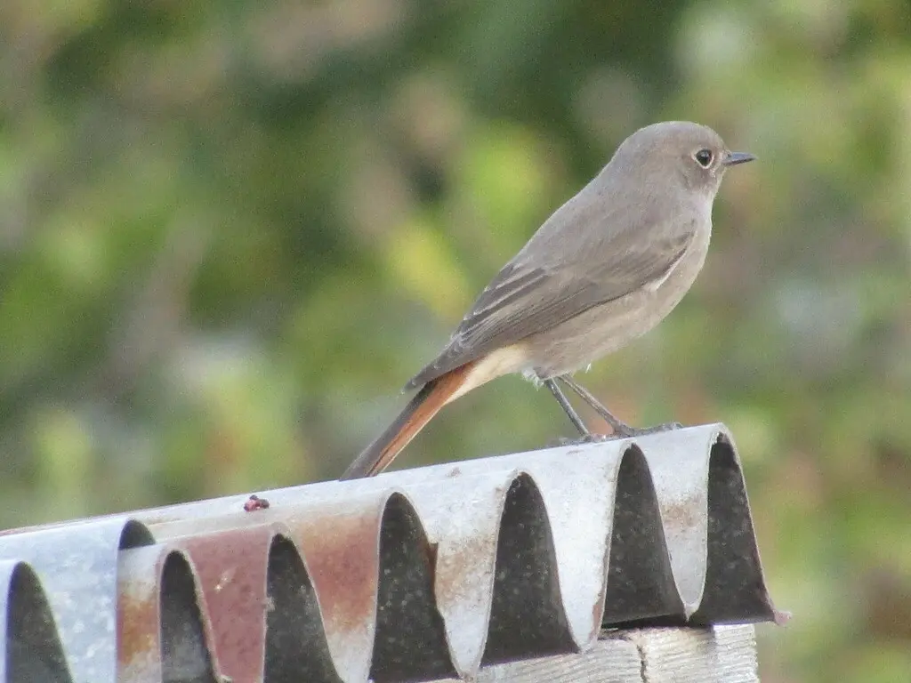 赭红尾鸲(Phoenicurus ochruros)