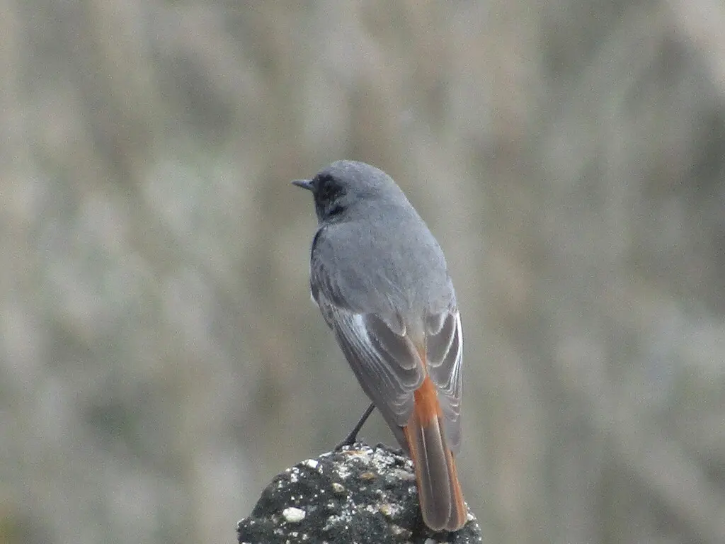 赭红尾鸲(Phoenicurus ochruros)