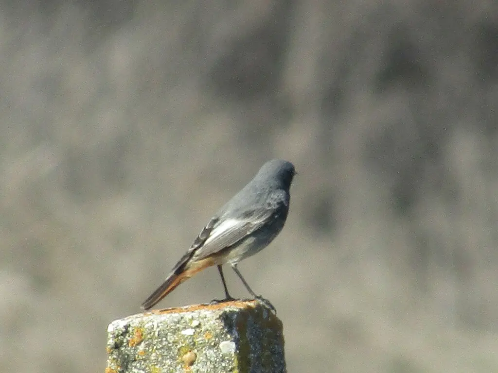 赭红尾鸲(Phoenicurus ochruros)