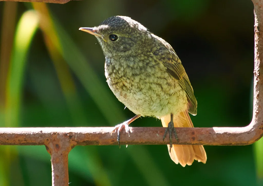 欧亚红尾鸲(Phoenicurus phoenicurus)