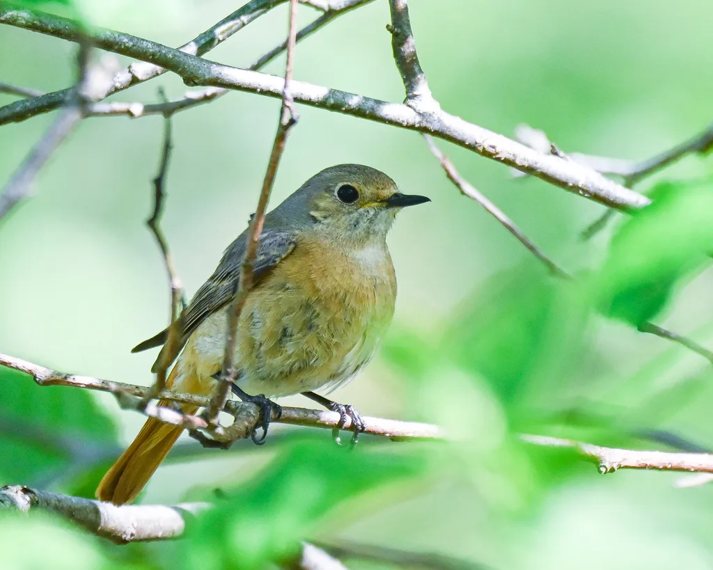 欧亚红尾鸲(Phoenicurus phoenicurus)