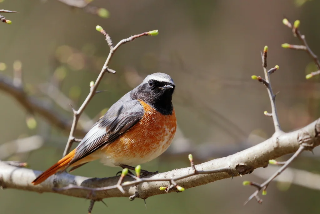 欧亚红尾鸲(Phoenicurus phoenicurus)