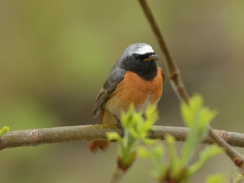 欧亚红尾鸲(Phoenicurus phoenicurus)