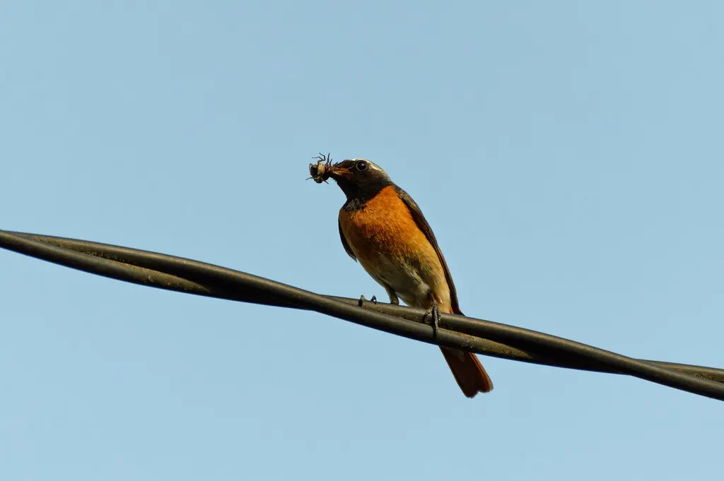 欧亚红尾鸲(Phoenicurus phoenicurus)