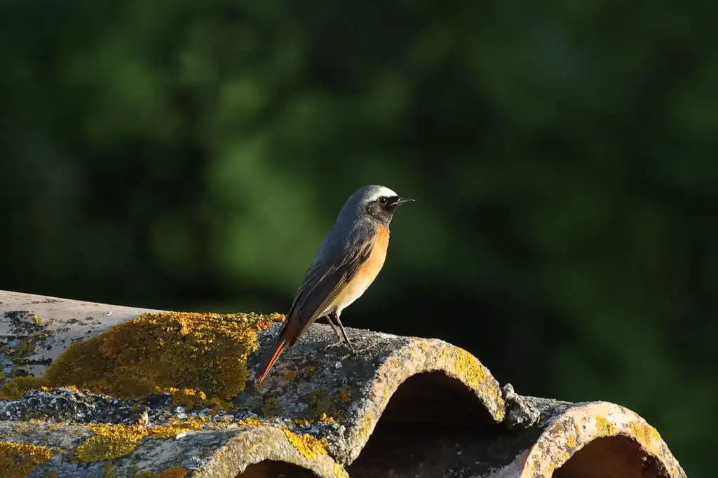 欧亚红尾鸲(Phoenicurus phoenicurus)