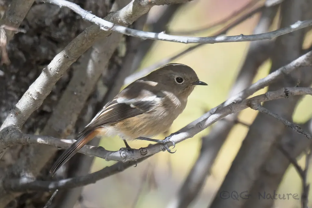 白喉红尾鸲（Phoenicurus schisticeps）