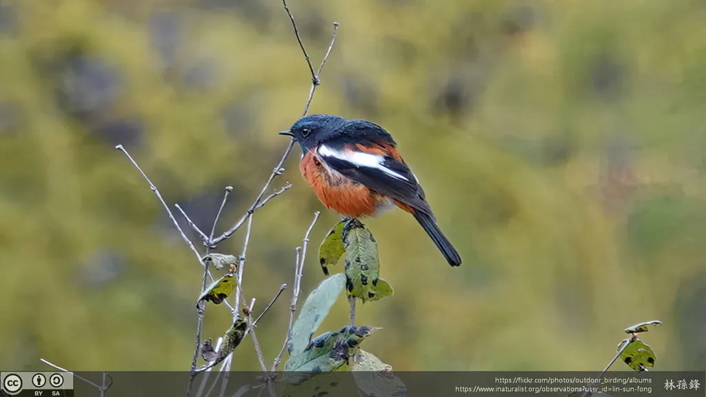 白喉红尾鸲（Phoenicurus schisticeps）