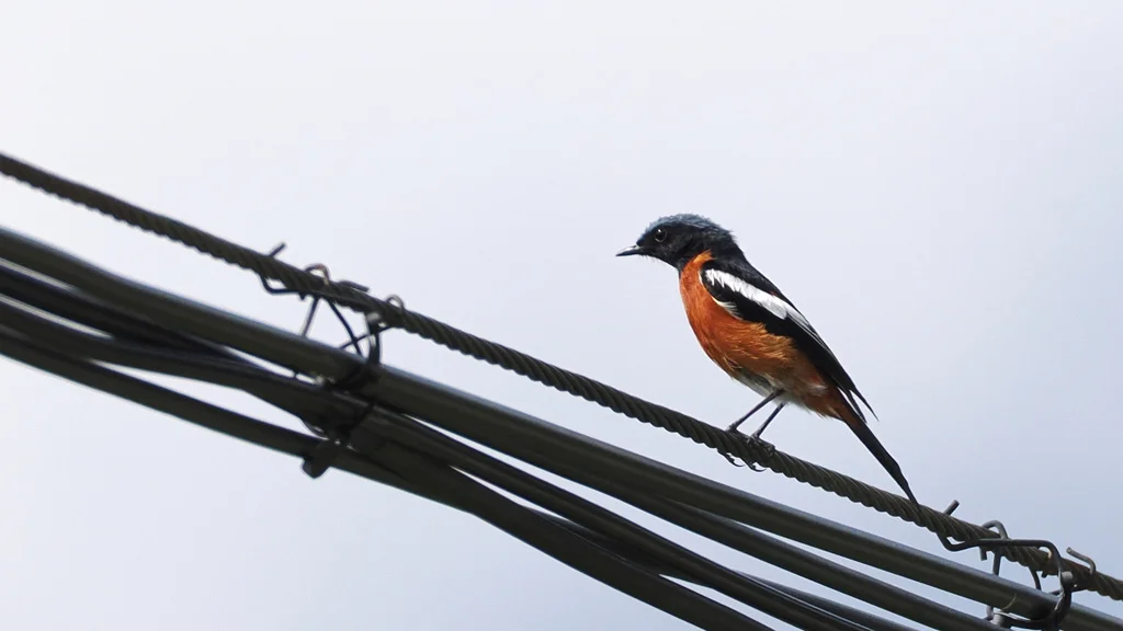 白喉红尾鸲（Phoenicurus schisticeps）