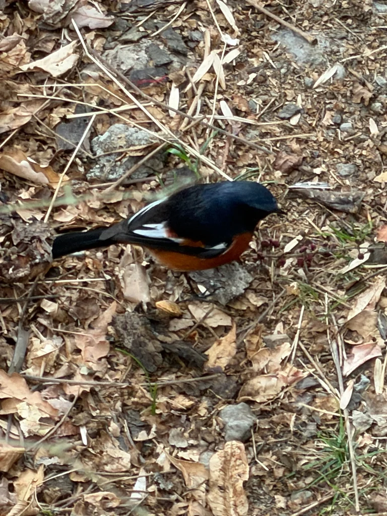 白喉红尾鸲（Phoenicurus schisticeps）