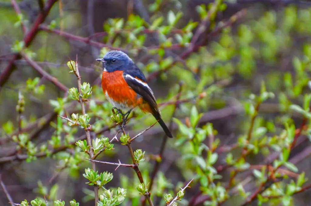 白喉红尾鸲（Phoenicurus schisticeps）