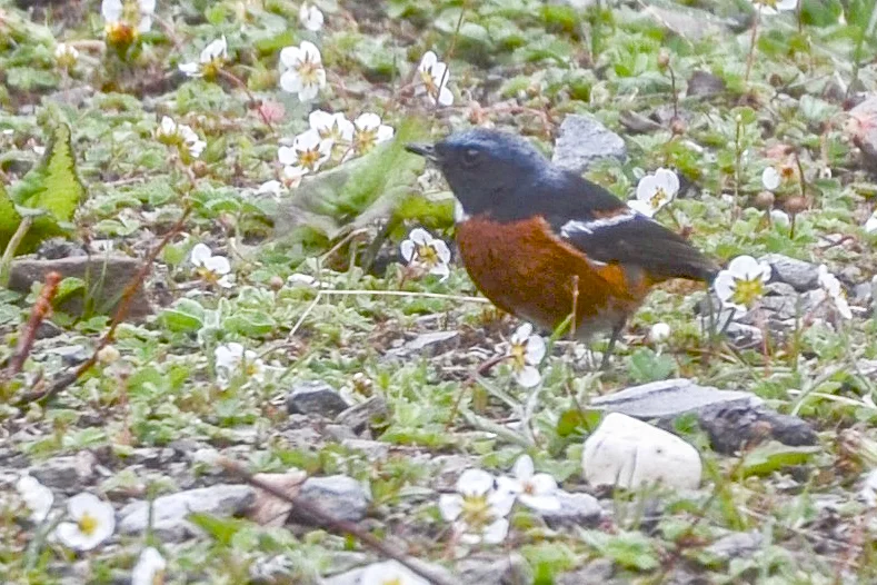 白喉红尾鸲（Phoenicurus schisticeps）