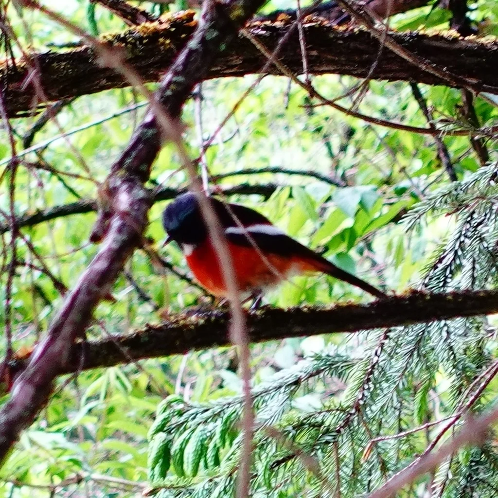 白喉红尾鸲（Phoenicurus schisticeps）