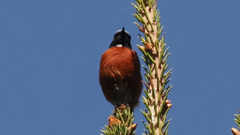 白喉红尾鸲（Phoenicurus schisticeps）