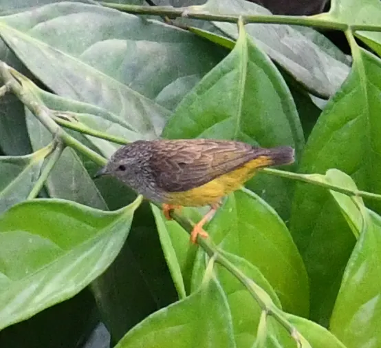 拟雀莺(Pholidornis rushiae)