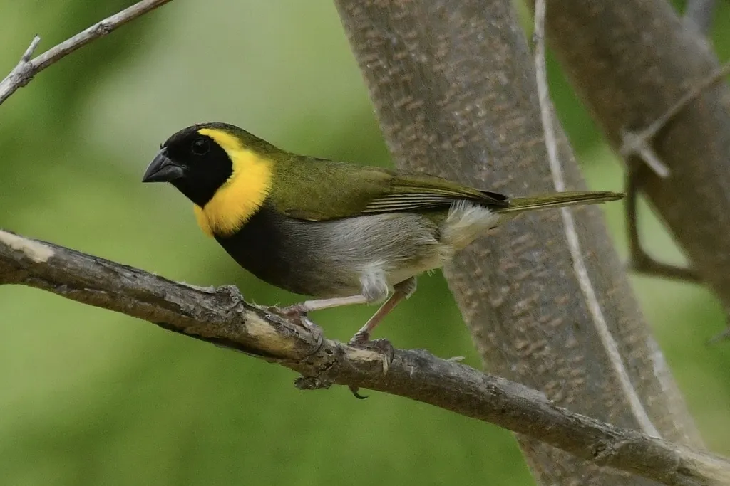 古巴草雀(Phonipara canora)