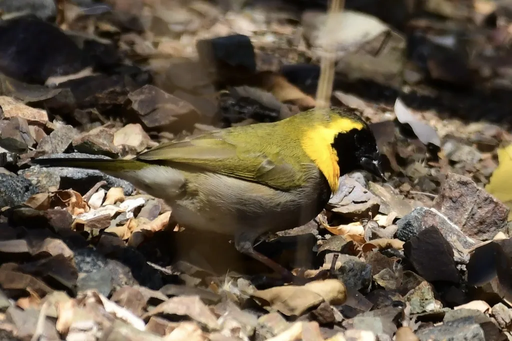 古巴草雀(Phonipara canora)