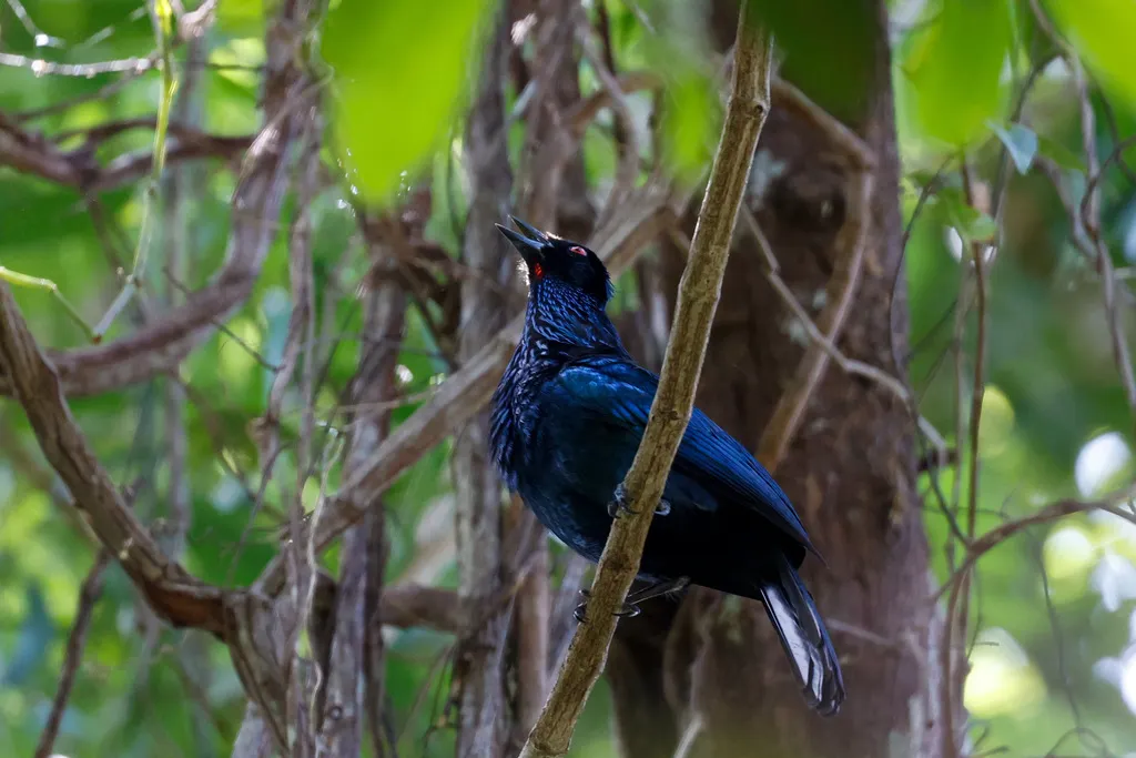 号声极乐鸟(Phonygammus keraudrenii)