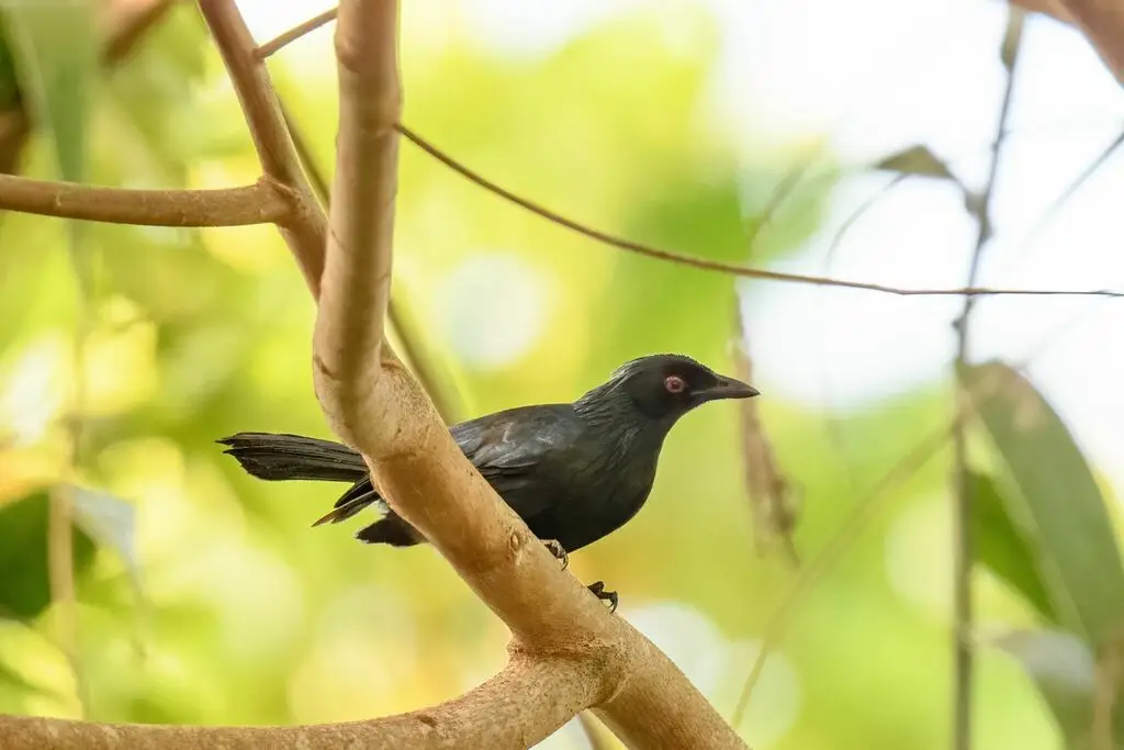 号声极乐鸟(Phonygammus keraudrenii)