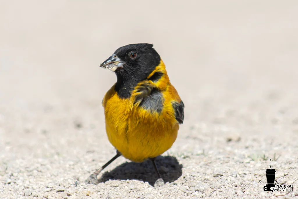 黑头岭雀鹀(Phrygilus atriceps)