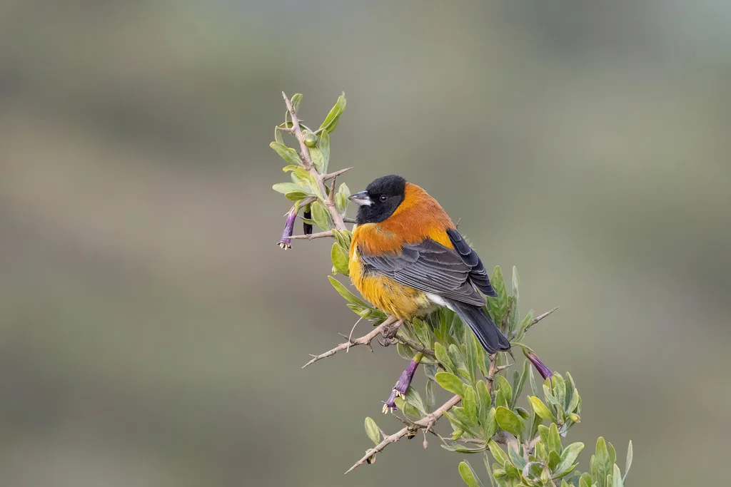 黑头岭雀鹀(Phrygilus atriceps)