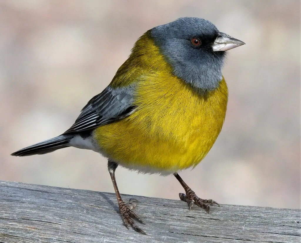 灰头岭雀鹀(Phrygilus gayi)