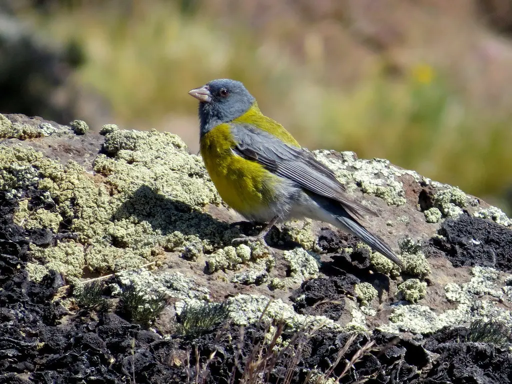 灰头岭雀鹀(Phrygilus gayi)