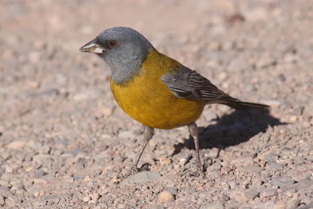 灰头岭雀鹀(Phrygilus gayi)
